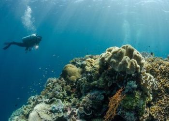 Keindahan Wakatobi: Surga Penyelaman di Segitiga Terumbu Karang Dunia