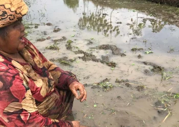 Petani Trimurjo Kehilangan Pendapatan, Biaya Tanam Melonjak Dua Kali Lipat Akibat Hama Sundep